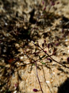 Hornungia procumbens (L.) Hayek, 1925