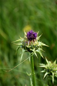 Silybum marianum (L.) Gaertn., 1791