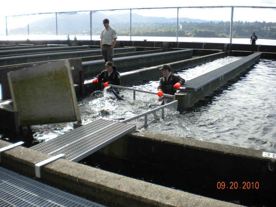 Fish hatchery 