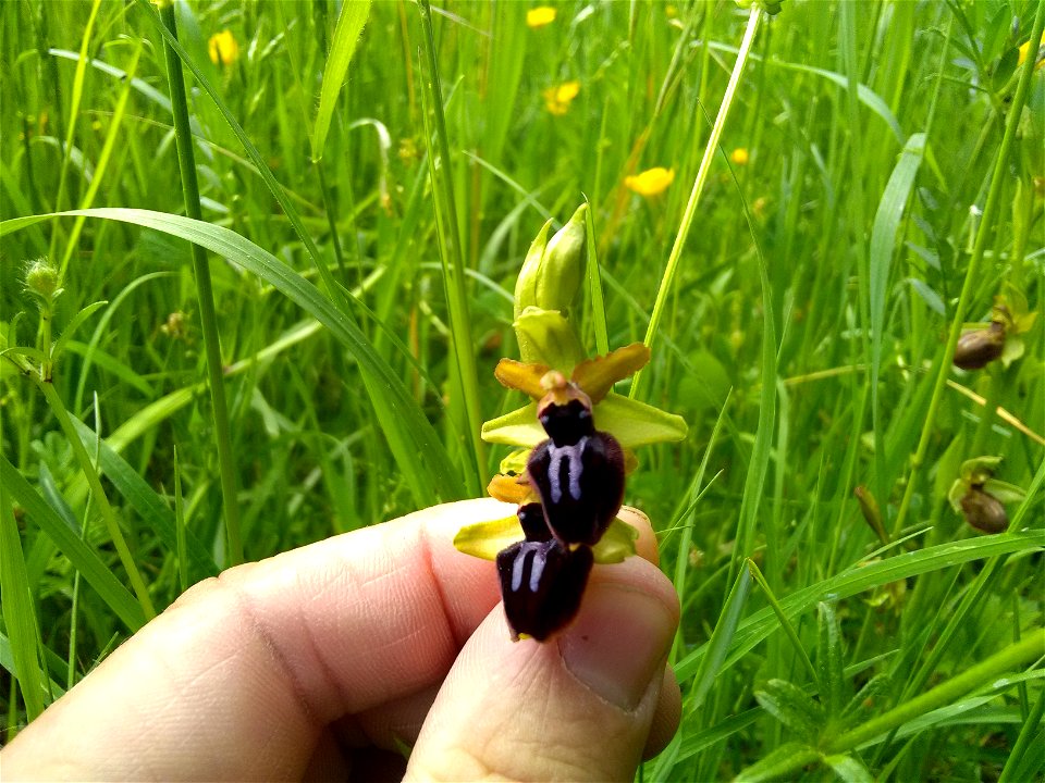 Ophrys passionis Sennen, 1926