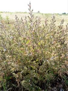Echium asperrimum Lam., 1792