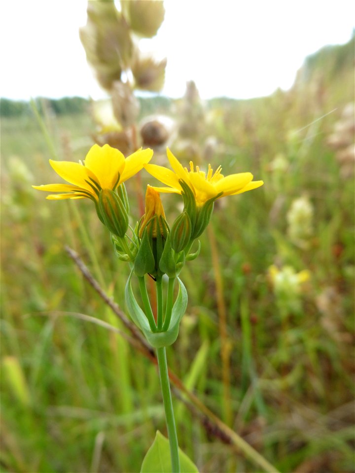 Blackstonia perfoliata (L.) Huds., 1762
