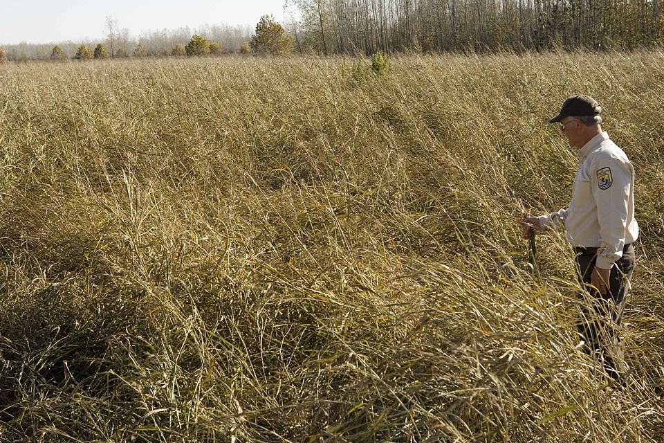 Autumn dependent grass plants