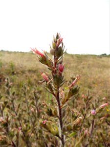 Echium asperrimum Lam., 1792