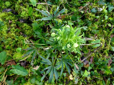 Helleborus foetidus L., 1753