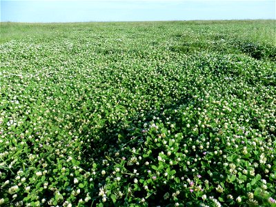Trifolium michelianum Savi, 1798