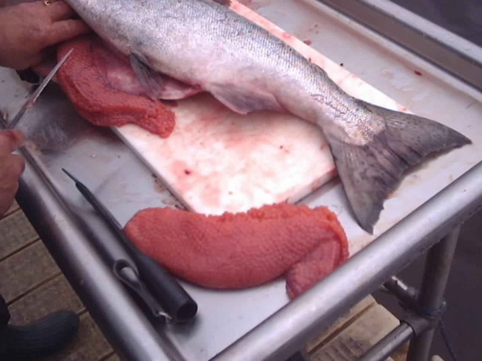Fish  