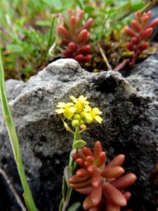 Alyssum montanum L., 1753