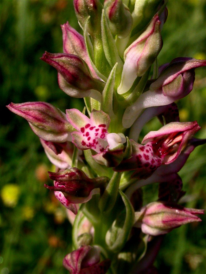 Anacamptis fragrans (Pollini) R.M.Bateman, 2003