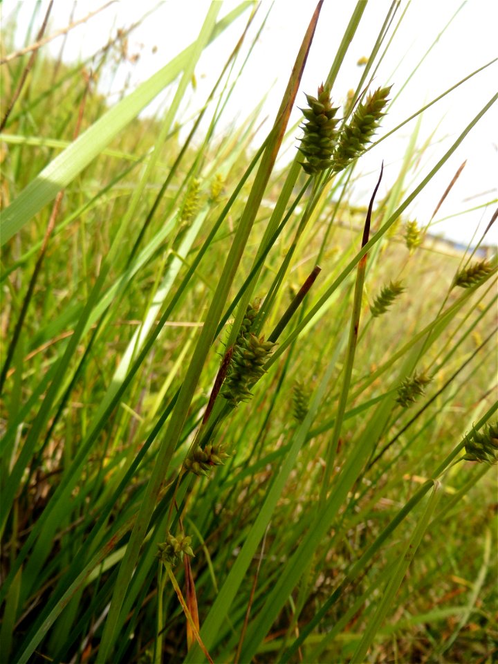 Carex punctata Gaudin, 1811