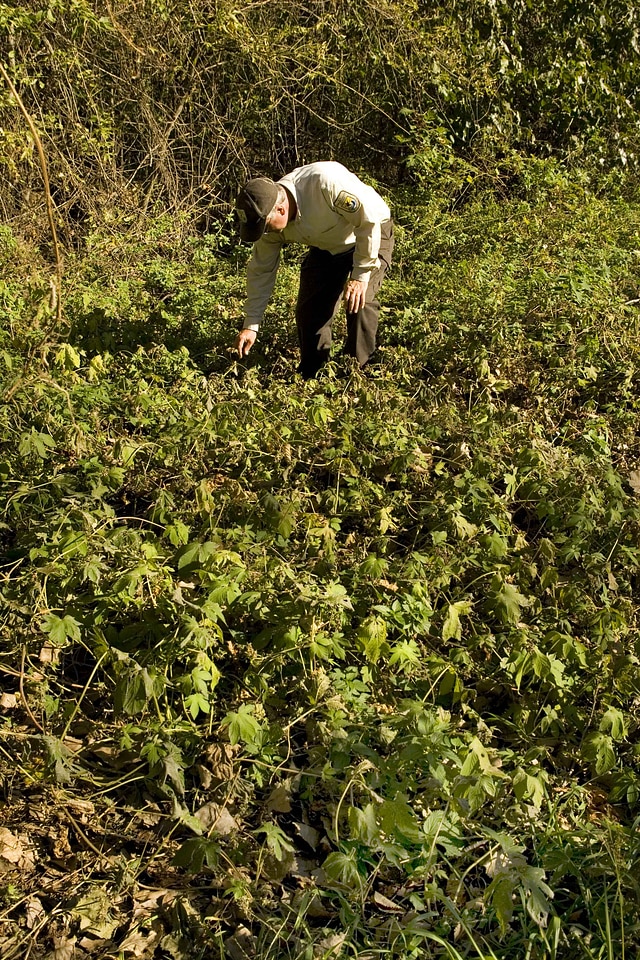 Background dependent hops