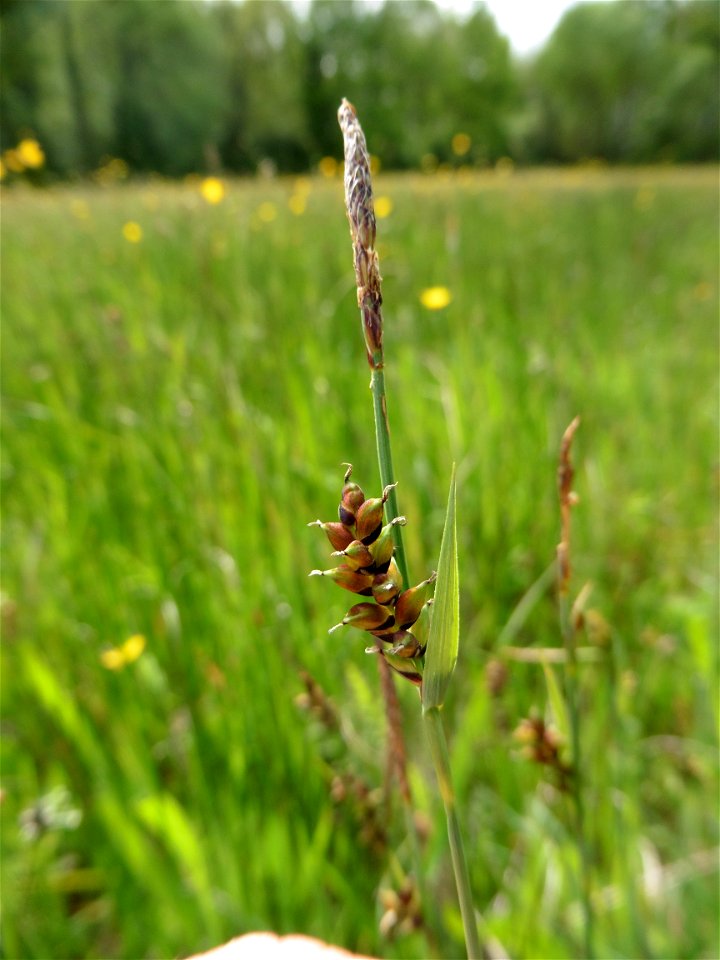 Carex panicea L., 1753