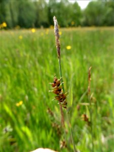 Carex panicea L., 1753