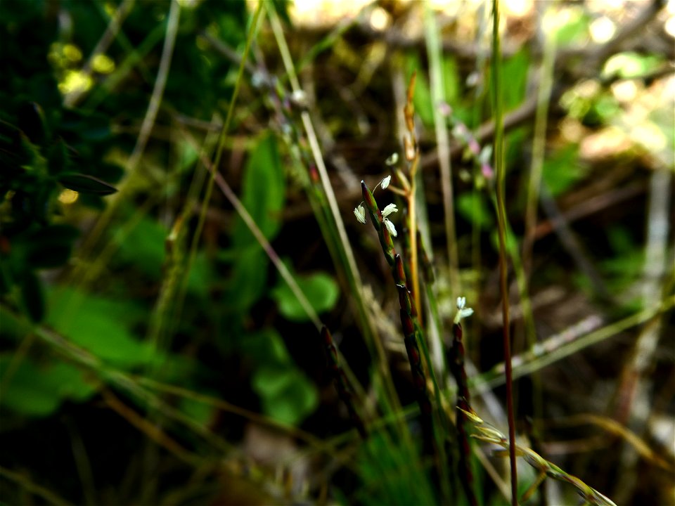 Mibora minima (L.) Desv., 1818