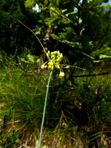 Allium flavum L., 1753 photo