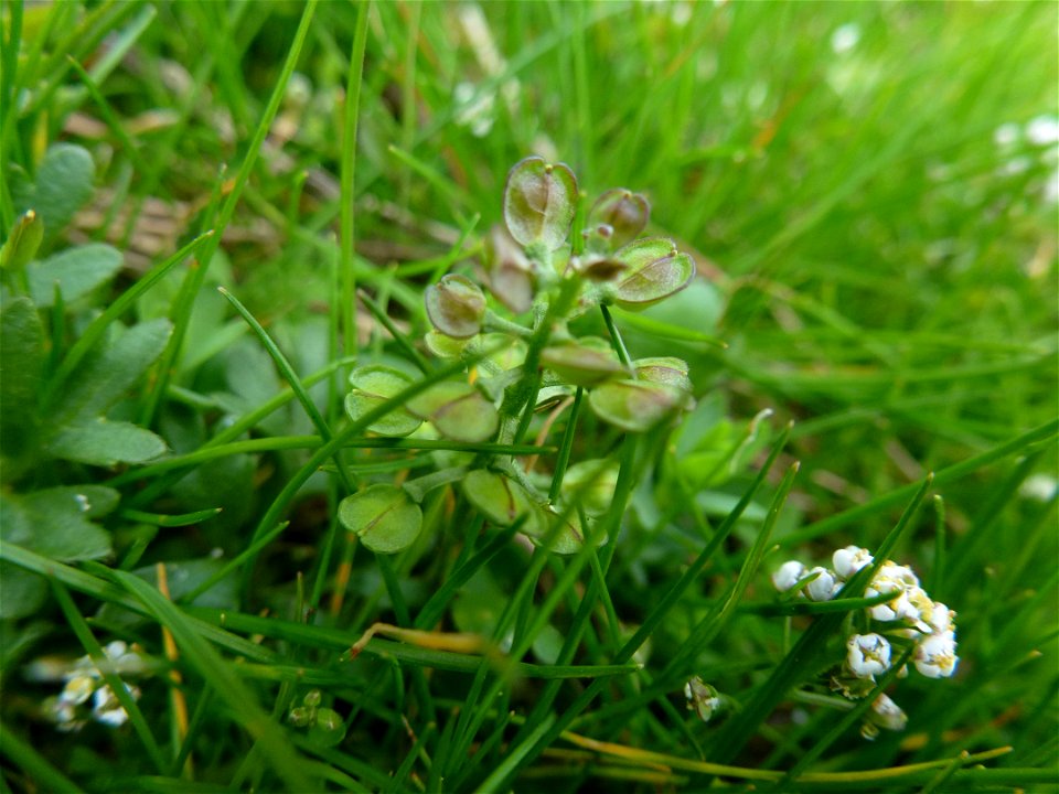 Teesdalia nudicaulis (L.) W.T.Aiton, 1812