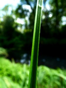 Carex paniculata L., 1755