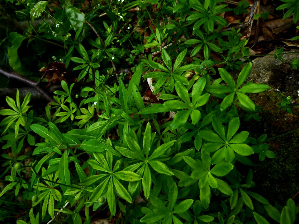Galium odoratum (L.) Scop., 1771