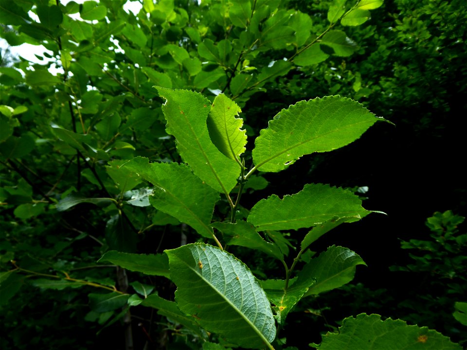 Salix caprea L., 1753