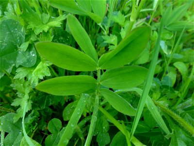 Lathyrus linifolius (Reichard) Bässler, 1971