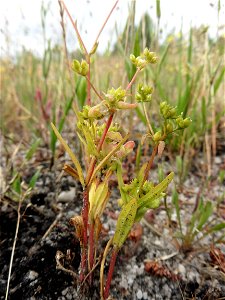 Valerianella dentata (L.) Pollich, 1776
