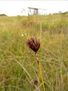 Schoenus nigricans L., 1753