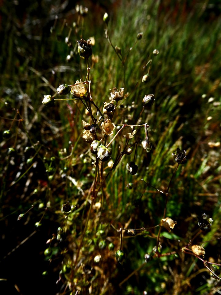Spergula morisonii Boreau, 1847