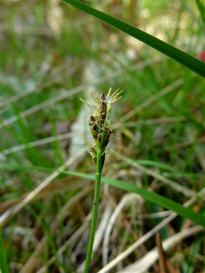 Carex pilulifera L., 1753