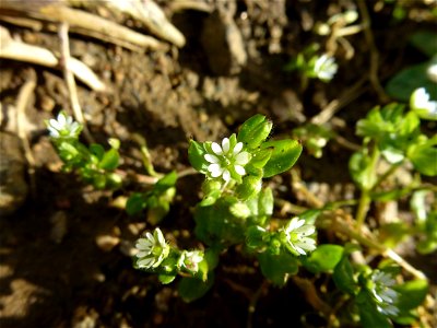 Stellaria media (L.) Vill., 1789