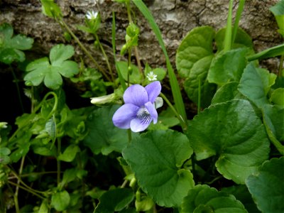 Viola riviniana Rchb., 1823