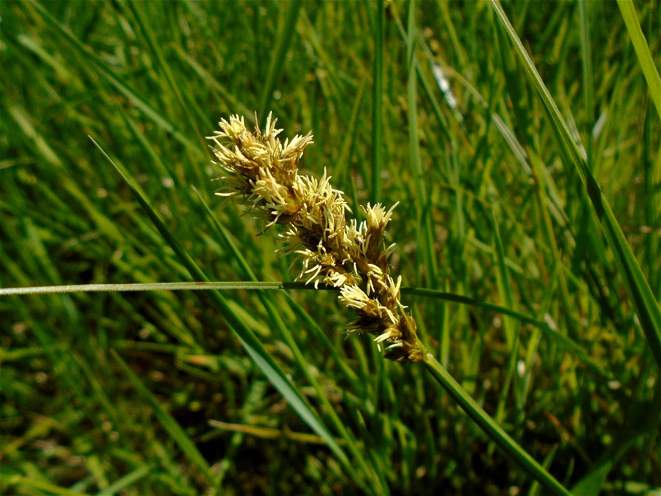 Carex disticha Huds., 1762