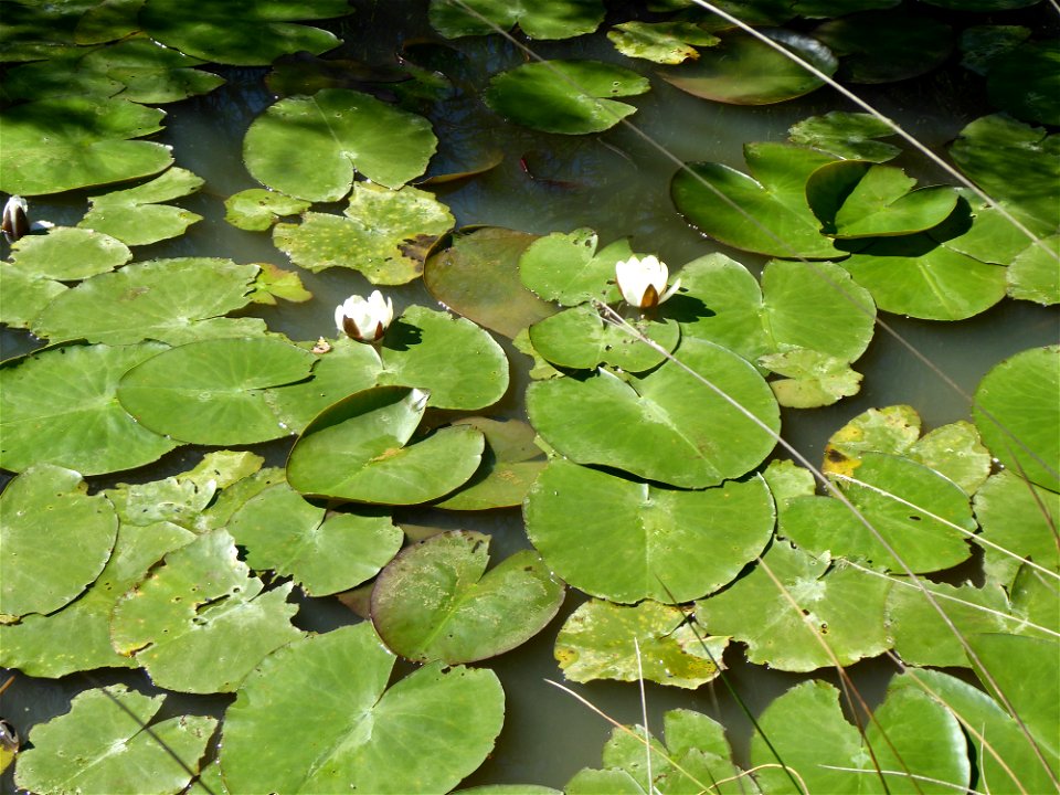 Nymphaea alba L., 1753