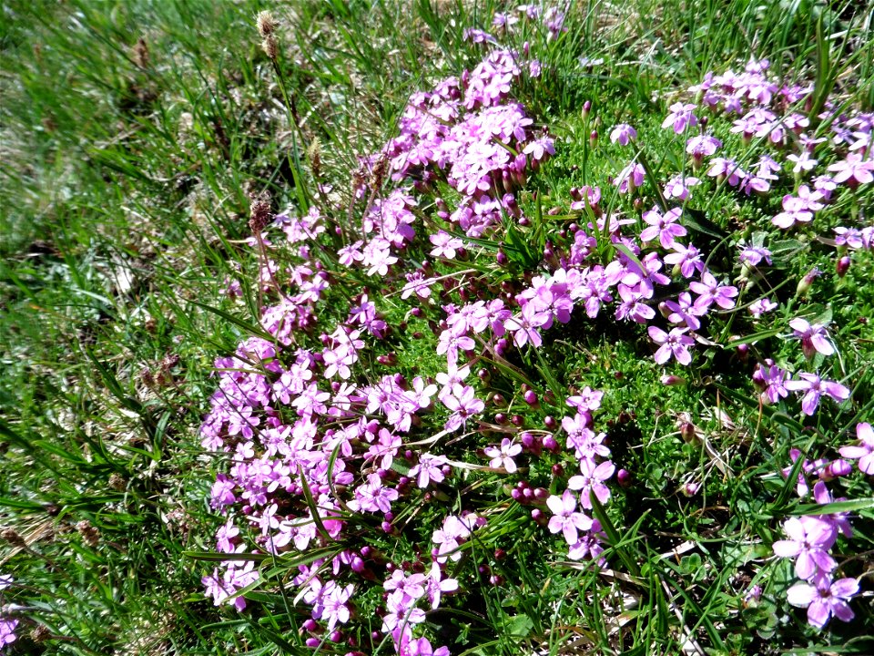 Silene acaulis (L.) Jacq., 1762