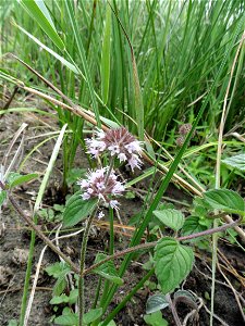 Mentha aquatica L., 1753