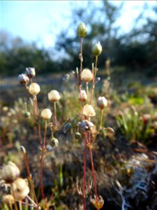 Spergula morisonii Boreau, 1847
