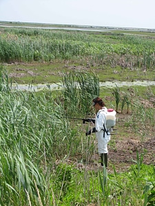 Crops female nature