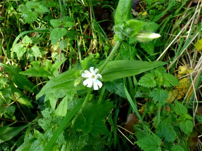 Silene latifolia Poir., 1789