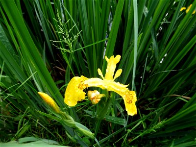 Iris pseudacorus L., 1753