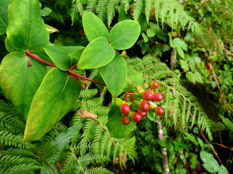 Hypericum androsaemum L., 1753