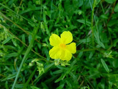 Helianthemum nummularium (L.) Mill., 1768