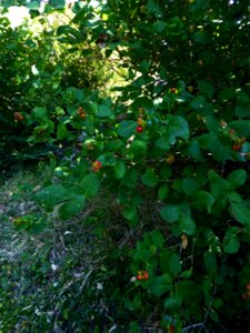 Lonicera etrusca Santi, 1795