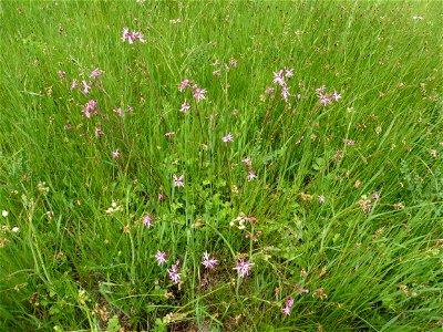 Lychnis flos-cuculi L., 1753