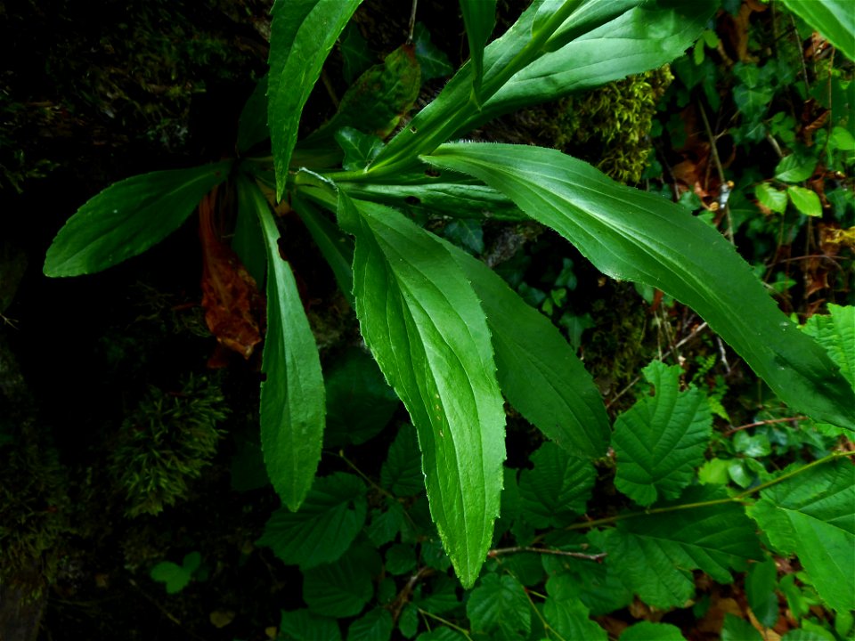 Digitalis lutea L., 1753 photo