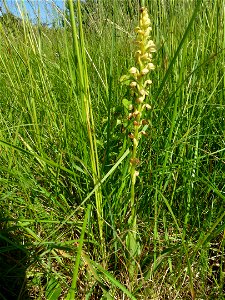 Orchis anthropophora (L.) All., 1785