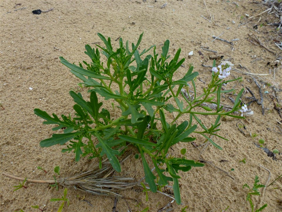 Cakile maritima Scop., 1772