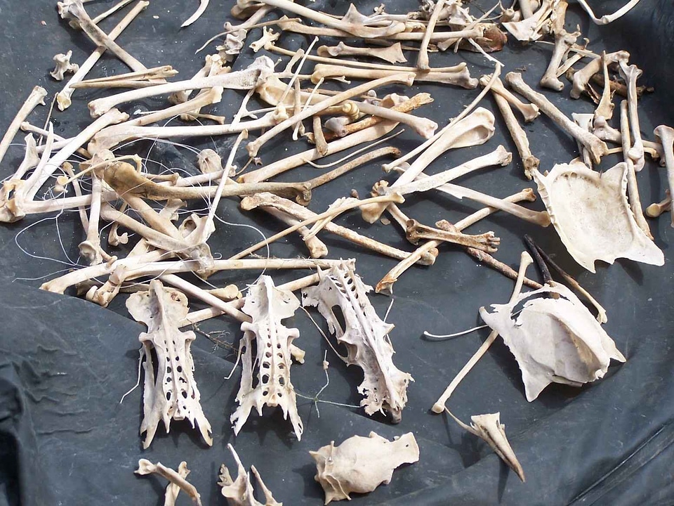 Bird bones 