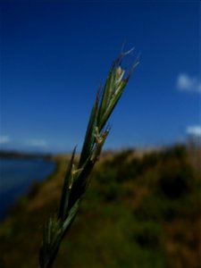 Elytrigia acuta (DC.) Tzvelev, 1973