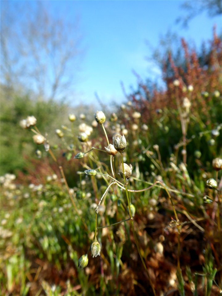 Spergula morisonii Boreau, 1847