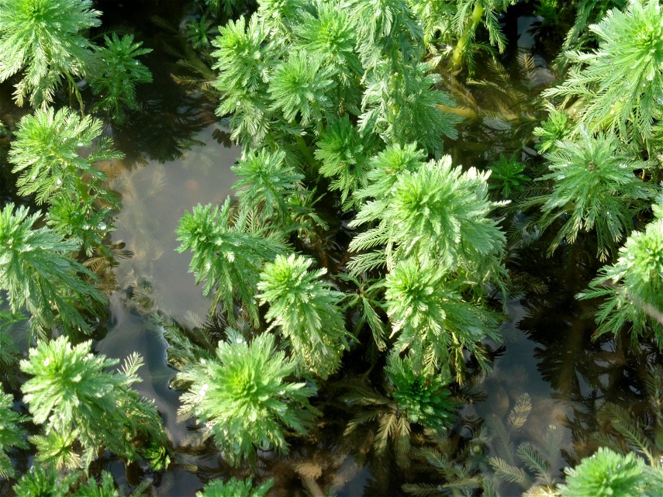 Myriophyllum aquaticum (Vell.) Verdc., 1973