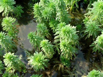 Myriophyllum aquaticum (Vell.) Verdc., 1973